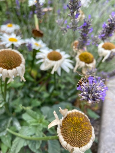 A close-up, shallow depth of field shot shows a honeybee on a cluster of purple lavender flowers. The bee is striped with brown and yellow and is actively foraging. In the blurred background, several white daisies with yellow centers are visible, some appearing wilted. The overall scene depicts a garden environment. There are no people present. The image appears to be a photograph of a natural setting. No information is provided to locate this scene in Fadeyevo, Russia.