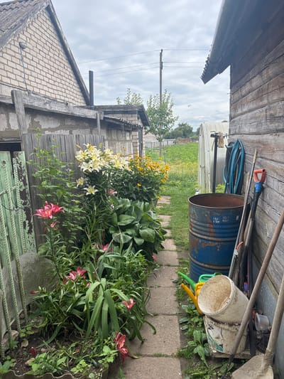 The image depicts a narrow outdoor pathway in what appears to be a rural or suburban setting in Сароцкі сельскі Савет, Belarus. The pathway is lined with a variety of flowering plants, including pink and yellow lilies, and large hosta leaves. To the left of the pathway is a wooden fence and the side of a brick building. To the right, a weathered wooden structure is visible, along with gardening tools leaning against it, including shovels, a rake, and a blue hose. A large, rusty blue barrel stands near the wooden building, and two watering cans, one green and one yellow, are placed on the ground beside it. Several white buckets are stacked next to the watering cans. In the background, a greenhouse or plastic-covered structure is visible, and beyond that, a field of greenery stretches towards the horizon under a cloudy sky. Power lines and a utility pole are also present in the distance. The overall scene suggests a backyard or garden area, possibly attached to residential structures.