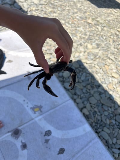 A person's hand is holding a dark-colored crab over a patterned mat and a pebbled surface. The crab is positioned with its legs spread and claws visible. The background consists of shallow water with numerous smooth, grey and beige pebbles. A shadow of the crab and hand is cast on the pebbled area. The mat appears to have a light blue and white pattern with some faded animal graphics. The scene suggests an outdoor environment, possibly a beach or a poolside area in Shirokaya Balka, Russia, given the context of the surrounding pebbles and water.