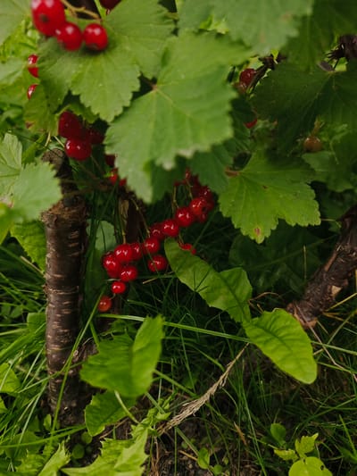 A close-up shot captures a cluster of ripe red currants hanging from a bush. The berries are a vibrant red, some clustered together tightly on thin stems, while others are more spaced out. They are partially obscured by lush green leaves, some of which are broad and serrated, with visible veins. The branches of the currant bush are dark brown and textured. In the foreground and background, blades of green grass are visible, suggesting an outdoor setting. The lighting appears natural, possibly indicating daytime. The image focuses on the natural beauty of the fruit and foliage, with no human presence. The location is identified as Savino, Russia. There is no visible text in the image.