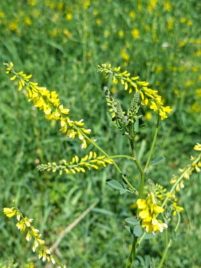A close-up, ground-level, eye-level, medium shot captures a cluster of bright yellow sweet clover flowers in bloom, set against a blurred background of green grass. The flowers are arranged in elongated, spiky clusters along thin green stems. Some of the individual flowers show hints of white at their tips. The image appears to be taken in an outdoor natural setting. The location is identified as Toguz-Bulak, Kyrgyzstan. No people or animals are visible in the image.