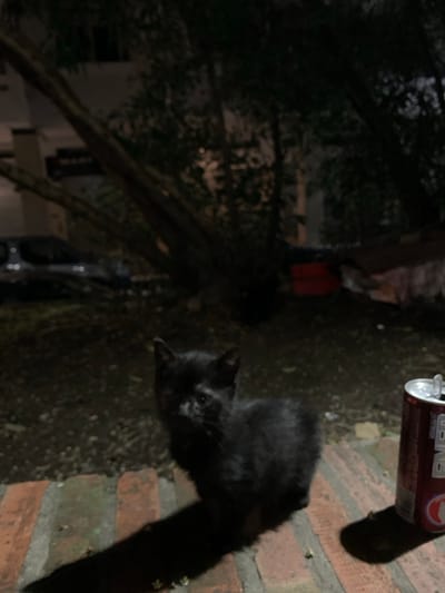A black cat stands near a brick wall at dusk, with a tree to its left and a discarded drink can above it. The lighting is dim, obscuring details and creating strong contrasts. The cat faces the camera, its eyes reflecting light. The brick wall is mossy in some areas. The foliage of the tree adds to the darkness and complexity of the scene.