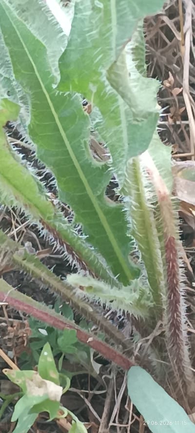 The image shows a close-up view of a plant with spiky leaves and stems. The leaves are green and appear to have been partially eaten, with holes and ragged edges. The stems are thick and covered in reddish-brown spines. In the background, dry grass and some smaller green leaves are visible. The overall impression is of a wild, somewhat unkempt plant in a natural setting. The lighting suggests it is daytime, but no specific time of day can be determined. There is text in the bottom right corner of the image which reads "29.06.2026 11:15". The location context is Berezanka, Ukraine. No people or specific events are depicted.