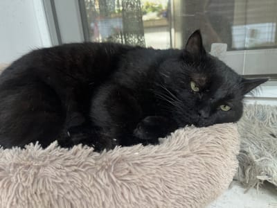 A black cat is resting on a fuzzy bed near a window. The cat is curled up, with its head resting on the bed. Its eyes are partially closed. The window appears to be a double-paned window with a screen. Outside the window, there are plants and trees visible. The overall scene suggests a domestic indoor environment.