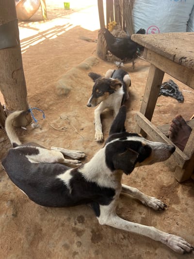 The image captures an outdoor scene in Ve Hoeme, Ghana, characterized by a light brown, uneven dirt ground illuminated by direct sunlight. In the immediate foreground, a dog with a black and white coat lies on its side, facing right, with its head slightly raised and ears erect. Its tail, predominantly white, is visible on the far left. Behind this dog, a smaller dog, also lying down, displays a brown, black, and white coat and faces towards the viewer's left. Both dogs appear lean. In the mid-ground, a black chicken stands upright, facing right, near a wooden post. A partial dark-skinned human foot is visible in the bottom right corner, positioned next to the leg structure of a wooden table or bench. The background includes a prominent wooden post on the left, secured with a blue rope. Other background elements consist of additional wooden structures, a large light-colored sack, a green bucket, and a reflective metallic object, all contributing to a sun-drenched environment with distinct shadows.