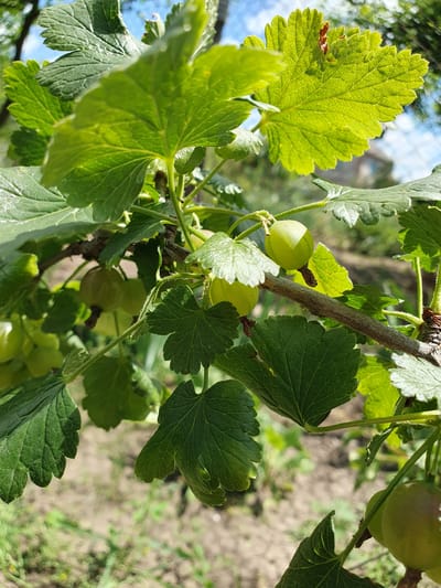 A close-up shot captures a branch of a gooseberry bush bearing several green berries and large, textured leaves. The sun illuminates the leaves, revealing their intricate vein patterns and creating highlights. The background is blurred, showing hints of the sky, other foliage, and a fence. This image was taken in Novoivanivka, Ukraine, on a sunny day, emphasizing the natural beauty of the fruit-bearing plant in its outdoor environment.