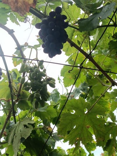 This is a close-up, low-angle shot of grapevines in Tash-Dobo, Kyrgyzstan. The image focuses on clusters of dark purple and green grapes hanging from the vine amidst green and dry leaves. Some of the leaves show signs of damage or decay, with holes and brown spots. Thin, dark wires run through the scene, supporting the vines. The sky is visible in the background, appearing bright and overcast. There are no people or animals present in the image.