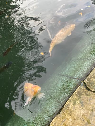 The image shows a pond located in Kecamatan Manyaran, Indonesia, at the coordinates -7.826 latitude and 110.816 longitude. The pond is filled with murky green water and lined with grey concrete slabs. There is a large koi fish swimming towards the right of the image, and a smaller koi fish swimming towards the bottom of the image. The smaller koi is facing up with its mouth open. There are several other small, dark fish swimming in the murky green water. The water is rippling, and there are a few yellow leaves floating on the surface. The scene is quiet and serene.