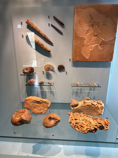 The image depicts an exhibit in a museum in Biberach an der Riß, Germany. A collection of fossils is displayed on a light-blue wall behind glass. The fossils include a large brown fossil of a bird, several elongated conical fossils, a fossil of a nautilus shell, and a variety of other rock and shell fossils. Some of the fossils are mounted on small glass shelves, and numbered labels are present next to each item. A directional arrow is visible on the bottom left of the display case.