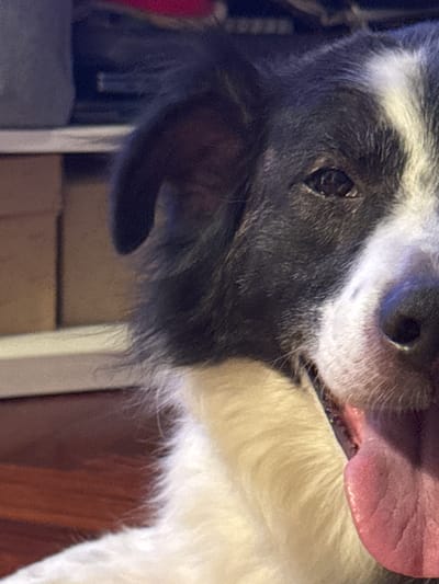 The image is a close-up, eye-level, portrait of a black and white border collie dog. The dog is panting with its tongue hanging out. The background is out of focus and appears to be an indoor setting with wooden flooring and some shelves or boxes. The image does not provide any information or context related to the city of Vigo, Spain.