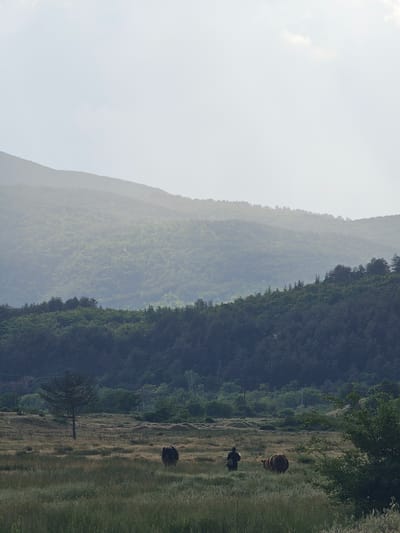 The image depicts a landscape in Nikolaevo, Bulgaria. In the background, there are mountains covered with trees. In the foreground, there is a grassy field. On the right side of the field, there are three haystack, one person and a leafless tree. Power lines are visible in the field. The sky is overcast.