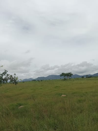 The image depicts a vast, undulating landscape in North Ropp, Nigeria, characterized by rolling hills and a cloudy sky. The foreground is dominated by a field of tall, wild grass, with some dry stalks interspersed amongst the green. A large, light-colored rock is visible amidst the grass on the right side of the frame. In the middle ground, a green field stretches towards a line of distant mountains. A solitary, leafy tree stands prominently in the middle of this field, its branches reaching outwards. Further in the distance, more trees and some structures, possibly buildings, are visible at the base of the mountains. The mountains themselves are layered and appear to be covered in vegetation. The sky is overcast with dense, grey clouds, suggesting a possibility of rain. On the left side of the image, a tree branch with green leaves extends into the frame from the edge, partially obscuring the view of the landscape beyond. The overall impression is one of a rural, natural environment under a diffused, cloudy sky.