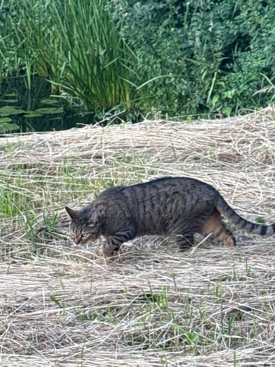A tabby cat with dark stripes walks across a field of dried grass and green shoots. The cat is positioned in the middle ground of the image, facing left with its head lowered. In the background, dense green foliage and reeds are visible, suggesting a natural or semi-natural environment. The scene appears to be outdoors, possibly near a body of water as indicated by the lily pads and reflective surface in the upper left corner of the image. The ground is covered with a thick layer of dry, straw-like material interspersed with new green growth. The lighting suggests it is daytime. The cat's fur shows a pattern of dark brown and black stripes on a lighter brown base. Its tail is extended behind it, with darker bands visible. The cat's ears are upright and alert. The overall impression is of a wild or semi-wild feline in its natural habitat. The location in Amstelveen, Netherlands, is not discernible from the image itself.