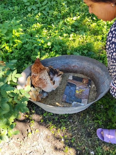 In a sun-drenched, grassy yard in Oghuz, Azerbaijan, a hen and her chicks are gathered in a large, weathered metal tub. The hen, a warm reddish-brown, is nestled amongst her brood, with several fluffy yellow chicks peeking out from beneath her. A few gray chicks are also visible. The tub is lined with straw, and in the center, a mosaic tile with yellow food scraps sits on the straw. A woman, partially visible from the chest up, is looking down at the chickens. She is wearing a dark blue dress with a white floral pattern. Her hair is dark, and she appears to be of middle-eastern descent. A purple sandal is visible on her right foot, resting on the grass. The scene suggests a warm, perhaps early morning or late afternoon, given the quality of the sunlight filtering through the lush green foliage surrounding the tub. The overall mood is one of peaceful domesticity.