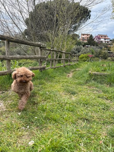 A brown poodle stands on a grassy path beside a dilapidated wooden fence in Morlupo, Italy. The fence runs alongside the path leading toward houses and trees in the background. The sky is partly cloudy.