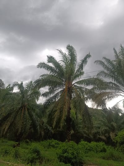 The image depicts a landscape with several palm trees under a cloudy, overcast sky. Dense vegetation, likely bushes and smaller trees, forms the foreground. The location is in Pak Phraek, Thailand. There are no people visible in the scene. The primary subjects are the palm trees and the vegetation. The environment appears humid due to the lush green vegetation and the cloudy sky.
