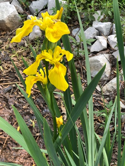Innisfil, Canada. A close-up, eye-level shot captures a cluster of vibrant yellow iris flowers with intricate brown veining on their petals, set against a natural backdrop of rough, light-colored rocks and dark, damp soil scattered with fallen leaves. The sharp, sword-like green leaves of the irises frame the blooms, extending vertically and diagonally across the frame, with some leaves appearing slightly faded or striped with lighter green. The background consists of larger, irregularly shaped rocks and sparse green foliage, suggesting an outdoor environment possibly near a body of water or a rocky embankment. There are no people or discernible actions depicted.