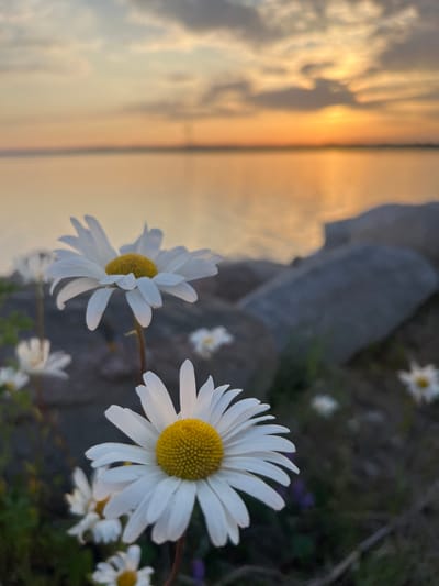A low-angle, close-up shot features several daisies in the foreground, their white petals and yellow centers sharp against a blurred background of water and sky. The setting sun casts an orange glow across the horizon, reflecting on the calm water. Large grey rocks are visible along the shoreline. The overall scene is peaceful, with the daisies appearing to be near a body of water, possibly a lake or the sea, in Nasva alevik, Estonia. There are no people or animals present in the image.