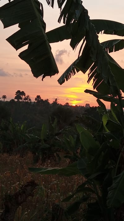 A natural landscape captured at sunset in the vicinity of Cotjrat, Indonesia, features the silhouettes of banana leaves in the foreground against a sky painted with hues of orange and yellow. The sun is setting on the horizon, casting a warm glow over the scene. In the middle ground, a dense forest is visible, dotted with various trees. The foreground is characterized by lush vegetation, including what appears to be banana plants and other foliage. The overall ambiance is serene and indicative of a rural or natural setting.