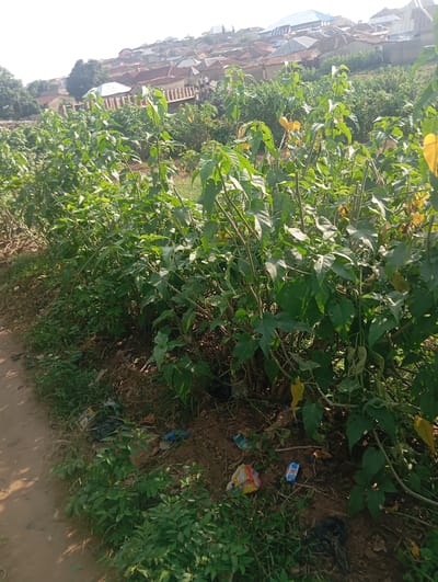 The image depicts a roadside area in Gwagwa, Nigeria, with a focus on a dense growth of green vegetation lining the edge of a dirt path. The path occupies the lower left portion of the frame, appearing worn and unpaved. Behind the vegetation, a hillside is visible, covered with numerous residential buildings with corrugated iron roofs, characteristic of urban development in the region. The sky is bright and clear, suggesting daytime. Scattered on the ground amongst the plants and near the path are several pieces of trash, including plastic bags and wrappers, indicating a degree of littering in the area. No people are clearly visible in the foreground or midground; however, a few distant figures can be observed among the buildings on the hillside. The vegetation is lush and appears to be a mix of cultivated plants and wild growth, with some leaves showing signs of yellowing. The overall scene suggests a rural or semi-urban environment on the outskirts of Gwagwa.