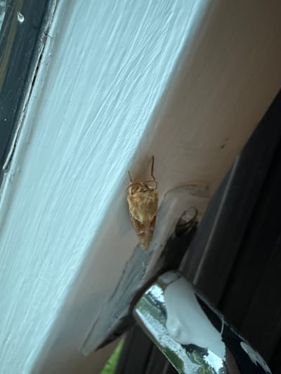 A light brown moth with fuzzy antennae is clinging to a white painted surface. The surface has a textured, ridged appearance. To the left of the moth, a dark vertical object is visible, possibly part of a window frame. Below and to the right, a metallic object, likely a door handle, with white paint splatters is partially visible. The background is dark and out of focus, with some hints of green suggesting foliage. The scene is outdoors, possibly on the exterior of a building in Ridabu, Norway.