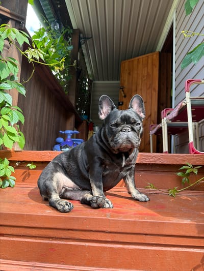 A black French bulldog sits on a wooden porch in daylight. The dog is facing the camera, with its head tilted slightly. The porch is made of dark red wooden planks and has a weathered appearance. Green vines with small leaves are growing on the left side of the porch and on the railing behind the dog. In the background, a wooden door is visible, as well as a blue plastic toy and a red and white chair. The ceiling of the porch is made of corrugated metal. The environment appears to be an outdoor residential area.