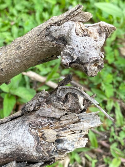 The image displays a close-up view of two weathered, gray branches resting on a blurred background of green foliage. The branches are broken and dry, with rough textures and visible grain. The foreground branch is larger and more horizontal, while the branch above it is positioned diagonally and appears to be a broken off section of a larger limb. The lighting suggests it is daytime, and the environment appears to be outdoors. The specific location in the city of Ko Siboya, Thailand, is not discernible from the visual information provided in the image. There are no people, animals, or specific man-made objects visible.
