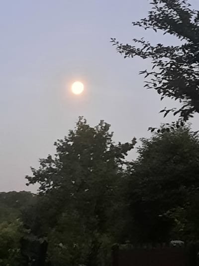 A celestial body, likely the sun or moon, is visible in a hazy sky, casting a soft glow. Silhouetted trees with dense foliage form a natural canopy, with branches and leaves extending towards the sky in the upper right quadrant of the image. In the lower portion of the image, the tops of more trees are visible, their dark forms creating a stark contrast against the lighter sky. The overall scene suggests an outdoor environment, possibly a park or a residential area on the outskirts of Kiblych, Ukraine, with the celestial body serving as the focal point against the backdrop of trees and a muted sky.