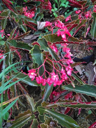 The image displays a close-up, top-down perspective of a flowering plant characterized by dark green leaves with distinct reddish-brown, crinkled margins, outlined by a thin, lighter green or yellowish edge. Multiple clusters of small, vibrant hot pink flowers are prominently featured, each flower exhibiting a cup-shaped or bell-like form with discernible white or pale yellow reproductive structures at its center. The plant is situated within a natural environment, with a background consisting of dark soil or mulch, interspersed with decaying leaves and additional indistinct green foliage. On the far left, slender blades of lighter green grass are visible. No individuals, actions, or interactions are present in the scene. The specific location within the city of San Cristóbal, Costa Rica, is not discernible from the visual information provided.