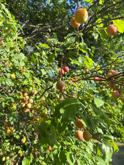 A close-up, low-angle shot captures a plum tree laden with ripe fruit, bathed in natural sunlight. The plums, varying in color from pale yellow to pinkish-red, hang in clusters from thin branches, interspersed with lush green leaves. The background is filled with more of the tree's foliage and branches, creating a dense, organic texture. The scene is likely set in Manaselska Reka, Bulgaria, suggesting an outdoor, natural environment, possibly a garden or orchard, during daylight hours.