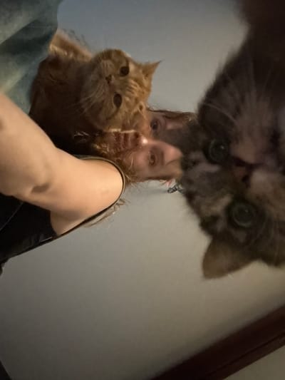 The image shows a first-person perspective, as if looking down at the scene. Two cats and a person's arm and head are visible. One cat is orange, and the other is grey and black tabby. The person appears to have brown hair. The background is a light-colored wall and a dark wooden trim at the bottom of the image. The cats are positioned in the foreground, with one appearing to be on top of the person's head, and the other close to the person's face. The overall impression is of a playful or curious interaction. The image does not contain any information about the city of Novyy, Russia, or any specific location.