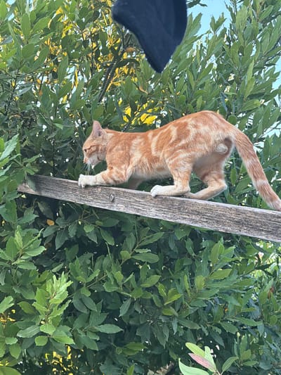 An orange tabby cat with white paws is walking on a wooden plank that is positioned horizontally above a dense green foliage of bay laurel trees. The cat is facing left, with its body extended and its left paw raised. The background consists of the green leaves and the clear blue sky. A portion of a black object is visible at the top of the frame, obscuring part of the sky and foliage. The scene appears to be outdoors, in a natural setting. The image was taken in Novxanı, Azerbaijan.