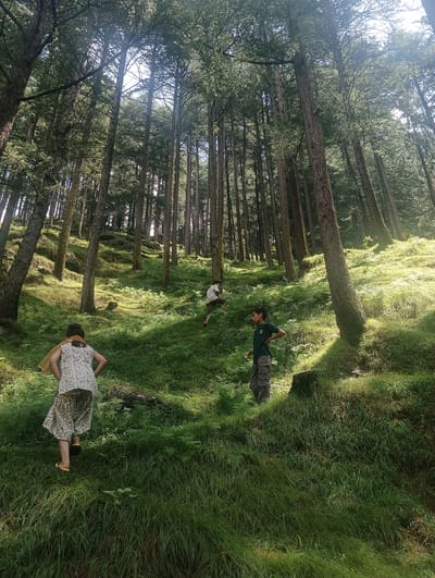 A group of four individuals, two children and two adults, are positioned on a steep, grassy slope in a dense pine forest. The sun filters through the tall trees, casting dappled light and shadows across the scene. In the foreground, a person is walking up the slope from left to right, wearing a light-colored patterned dress and yellow sandals. Further up the slope to the right, a child in a dark green t-shirt and gray pants stands facing left. Another child is partially visible higher up the slope, wearing a light-colored shirt and darker shorts, and appears to be crawling or crouching. An adult, wearing a light-colored shirt and dark shorts, is also visible further up the slope. The ground is covered in lush green grass and ferns, with visible tree roots and fallen pine needles. The overall impression is of a recreational outing in a natural, mountainous environment. The location is identified as Khakhnal, India.