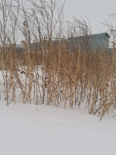 This image presents a winter scene in Старая Преображенка, Russia. The foreground and lower midground are covered by an undisturbed layer of white snow. Rising from the snow are numerous dense, dried, light brown stalks of dormant vegetation, consistent with field crops or tall weeds, along with thinner, bare, dark grey branches of deciduous plants. In the background, behind this vegetation, two large, grey, industrial-style buildings with metal siding and sloped roofs are partially visible. The building on the right has a dark green trim along its roofline. Faint utility lines are discernible against the sky, crossing horizontally above the buildings and upper branches. The sky is uniformly overcast and light grey, providing diffuse lighting. No people are present, and no actions or interactions are depicted.