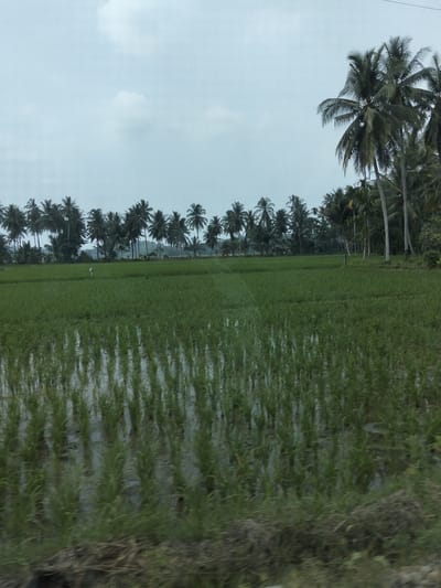 The image captures a flooded rice paddy field in Teupinreudeup, Indonesia, with rows of young rice plants partially submerged in water. A single, white scarecrow stands prominently in the middle of the field. In the background, a dense line of palm trees stretches across the horizon, their fronds silhouetted against a pale, overcast sky. The overall scene depicts a rural, agricultural landscape under a cloudy day.