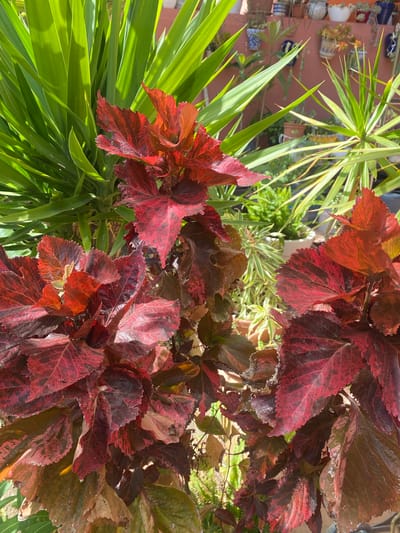 This is a close-up, eye-level outdoor shot of a plant with large, textured, red and dark reddish-brown leaves, some with lighter pinkish variegation. The leaves are serrated along the edges and some appear slightly wilted or dried. In the background, behind the red-leafed plant, are several tall, slender, bright green leaves of another plant, casting dappled shadows. Further in the background, a terracotta-colored wall is visible, adorned with numerous small potted plants, including succulents and other greenery, arranged on shelves. The overall setting suggests a sunny outdoor environment, possibly a balcony or patio in a residential area, such as Resinera-voladilla, Spain. No people are present in the image.