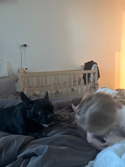 A black French bulldog is lying on a bed with gray sheets. To the right of the dog, a young child with blonde hair is bending over, appearing to interact with the dog or something on the bed. In the background, a wooden crib is visible. The room is dimly lit with light coming from the right side of the frame, casting a warm glow. The scene appears to be indoors, likely a bedroom. The location is not discernible from the image.