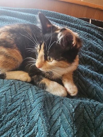 A calico kitten is lying on a teal textured blanket. The kitten's fur is a mix of black, orange, and white. It is looking to the left with its mouth slightly open. The blanket has a raised chevron pattern. The background is out of focus and appears to be a wooden surface.