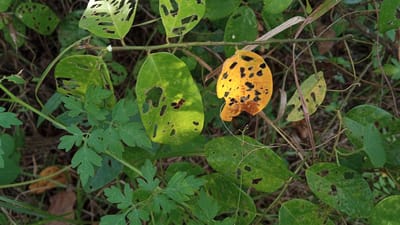 This image is a close-up, eye-level shot of several leaves on a vine, set against a blurred background of dry grass and other foliage. The primary subjects are the leaves themselves, which exhibit signs of damage, with numerous holes and irregular edges, suggesting they have been eaten by insects.
The leaves vary in color, with some a vibrant green and others transitioning to yellow and brown, indicating different stages of decay or seasonal change. One particularly striking leaf is predominantly yellow with large sections missing and brown, crispy edges. The vine itself is thin and woody, with small thorns visible. Interspersed among the damaged leaves are smaller, delicate green leaves with a compound structure.
The lighting suggests it is daytime, with sunlight dappling through the foliage, creating bright highlights on some of the leaves. There are no people or animals visible, and the scene is one of natural growth and decay. The setting appears to be outdoors, possibly in a garden or wild area, given the presence of various plants and the natural, untamed appearance.
The image focuses on the texture and detail of the leaves and vine, highlighting the intricate patterns of damage and the subtle color variations. The overall impression is one of the natural processes of life and decay within a plant ecosystem. There is no visible text in the image.