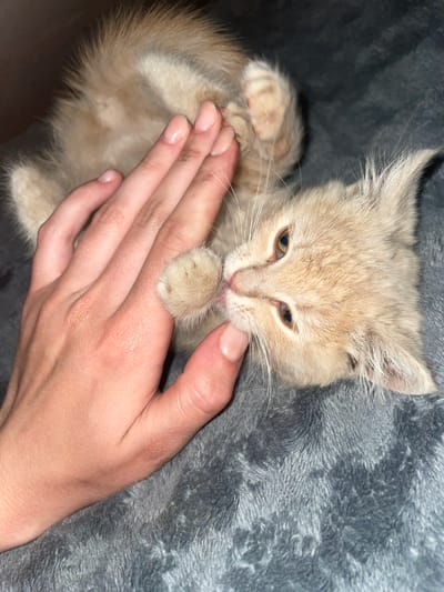 A close-up, eye-level shot shows a pale orange kitten lying on its back on a textured gray blanket. A person's left hand is positioned in the foreground, with fingers gently touching the kitten's face and paw. The kitten's mouth is open, with its tongue extended, appearing to lick the tip of a finger. The kitten's eyes are open and yellow, with dark pupils. The background is dark and out of focus. The scene is indoors, likely in a residential setting. There are no identifying landmarks or features that would allow for the specific location of Semenivka, Ukraine to be determined.