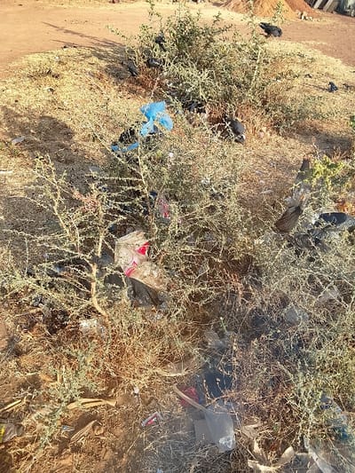 A dry, dusty landscape is marred by scattered trash amongst sparse, thorny vegetation. Plastic bags, bottles, and other discarded items are entangled in the branches and litter the ground. Several dark birds, possibly crows, perch on the shrubs, seemingly indifferent to the pollution. The scene depicts environmental degradation and disregard for waste disposal.