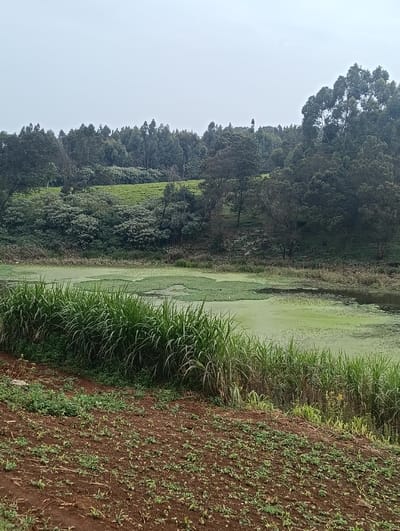 The image depicts a natural outdoor environment in Limuru East ward, Kenya, under an overcast, light gray sky. In the immediate foreground, a reddish-brown tilled field shows sparse green vegetation emerging from the soil. This field borders a line of dense, tall green grass or reeds. Beyond this vegetation lies a body of water, approximately 20-30% of its surface covered by light green algae and aquatic plants, with darker open water visible in patches. The background features rolling hills or slopes densely covered with a mix of evergreen trees and other varied vegetation. A distinct section of cultivated tea plants, characterized by uniform light green rows, is visible on one of these slopes, surrounded by darker, taller trees, indicative of a forest or woodland. No human subjects, animals, or artificial structures are visible in the scene.