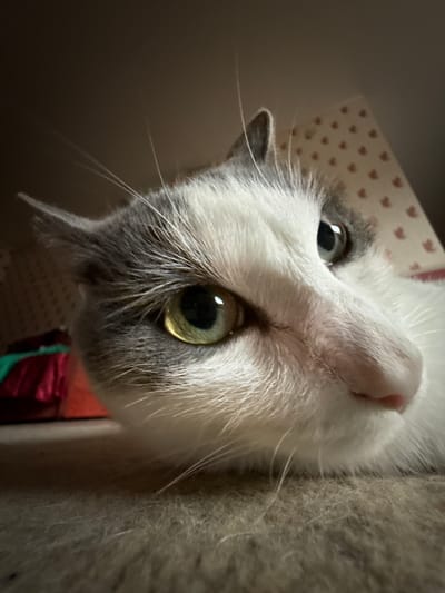 A close-up, low-angle shot captures a domestic cat's face, featuring white and grey fur. The cat's large, green eyes are prominent, with one slightly out of focus. Its pink nose and white whiskers are also visible. The background is dimly lit and consists of what appears to be patterned wallpaper and some out-of-focus objects in darker colors. The cat is lying on a textured, carpeted surface. The image does not contain any identifiable elements that would indicate its location within the city of Priobskiy, Russia.