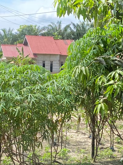 The image depicts a scene in Sekar Mawar, Indonesia, showcasing two unfinished buildings with red tiled roofs, partially obscured by dense green foliage. The buildings appear to be in the early stages of construction, with visible concrete walls and rectangular window openings. In the foreground, a variety of lush green plants, including what appear to be cassava plants and possibly a young mango tree, dominate the view. The ground is a mix of dry soil and sparse vegetation. In the background, palm trees are visible, suggesting a tropical environment. Overhead, power lines stretch across the frame under a partly cloudy sky. There are no people or discernible actions in the image.