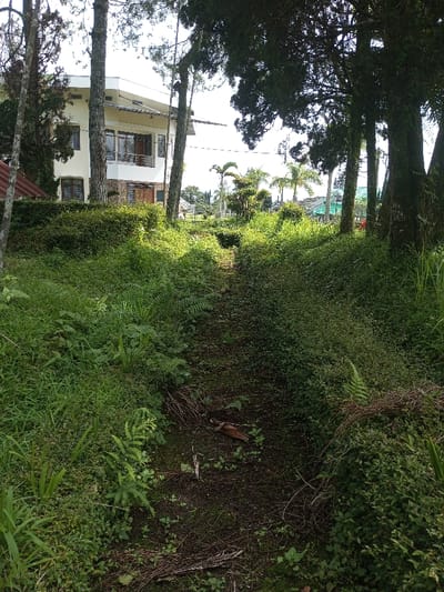 The image displays a lush outdoor scene in Palasari, Indonesia, characterized by dense green vegetation and a two-story building. On the left side, a light-colored house with multiple windows and a balcony is partially visible, nestled behind tall trees. Its facade appears to be a combination of painted surfaces and a textured, possibly stone, base.

A narrow, unpaved path or trail cuts through the center of the foreground and midground, winding uphill through a rich expanse of overgrown foliage. This vegetation consists of various types of tall grasses, bushes, and ferns, giving the impression of a wild or semi-managed natural landscape. Large, dark green trees, likely conifers, frame the scene on both sides and are scattered throughout the midground, casting some shadows.

In the background, beyond the immediate greenery and the house, several palm trees stand tall, and other buildings with green roofs can be seen, suggesting a wider residential or resort area. The scene is brightly illuminated by strong sunlight, indicating a clear day, likely morning or afternoon. No people or visible activities are present in the image. There is no discernible text. The overall atmosphere is serene, showcasing a blend of natural wilderness and human structures.