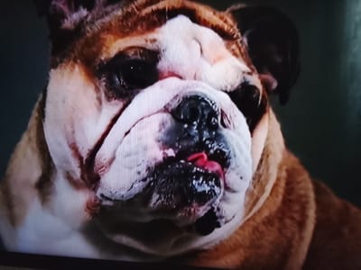 The image is a close-up, headshot of a bulldog. The dog has a brindle and white coat, with large wrinkles on its face. Its eyes are dark and appear to be looking slightly to the left of the camera. The dog's mouth is slightly open, revealing a pink tongue. The background is dark and out of focus, providing no context about the setting. The image appears to be a photograph taken with a digital camera, as evidenced by the pixelation and visible scan lines. No text is visible in the image.