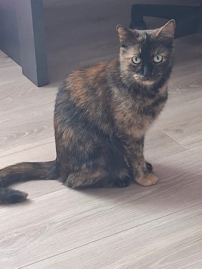 A tortoiseshell cat is lying on a light wood-laminate floor. The cat is facing the camera with its head tilted. Its eyes are wide open and are a pale green color. The cat's fur is a mix of black, brown, and orange. One of its front paws is extended and resting on the floor. A dark grey piece of furniture is visible on the left side of the frame. The lighting suggests it is daytime. The overall scene is a domestic indoor setting.