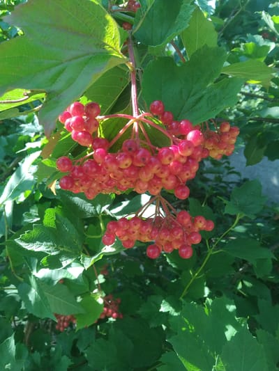 This is a close-up, eye-level, outdoor, daytime photograph of clusters of bright red berries hanging from a bush. The berries are small, round, and appear to be ripe. They are clustered together in bunches, with some berries being a lighter shade of red or orange, indicating varying degrees of ripeness or lighting effects. The berries are surrounded by lush green leaves, some of which are large and lobed, while others are smaller and more pointed. Sunlight is filtering through the leaves, creating highlights and shadows. In the background, out of focus, is a gray, textured surface, possibly a wall or a building, and more greenery. The scene is likely in the city of Hvozdiv, Ukraine, given the context of the request. No people or animals are visible in the image. The overall impression is one of natural abundance and the vibrant colors of a summer harvest.