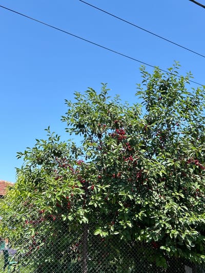 This is a photograph taken in Tankovo, Bulgaria, on a clear, sunny day. The main subject is a lush green tree laden with ripe red cherries, filling a significant portion of the frame. The tree is positioned behind a chain-link fence. In the upper part of the image, three dark power lines stretch horizontally across the bright blue sky. To the left of the tree, the corner of a building with a red tiled roof is partially visible. The overall scene depicts a natural abundance within a residential setting, characterized by the vibrant colors of the fruit and foliage against the backdrop of the sky.