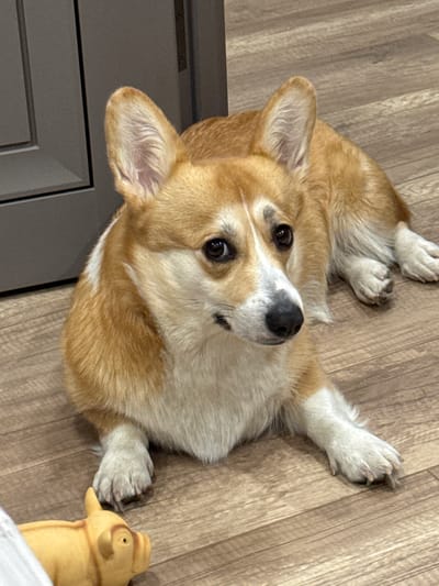 A tan and white corgi is lying on a wooden floor, looking up at the camera. Its front paws are outstretched. There is a gray door in the lower-left corner of the frame, and a yellow rubber toy in the lower-right corner. The location of the image is not discernible based on the provided information and image.